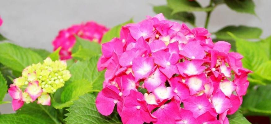 绣球花的传说与寓意（绣球花的神话传说及花语解读）