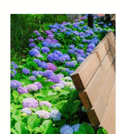 绣球花的传说与寓意（绣球花的神话传说及花语解读）