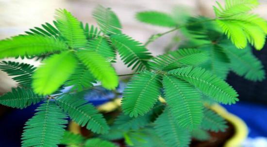 含羞草种子播种的最佳时间是什么时候？播种后需要注意什么？