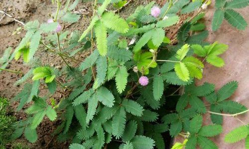 含羞草种子播种的最佳时间是什么时候？播种后需要注意什么？