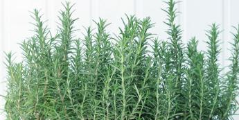 迷迭香种子怎么种？种植迷迭香的步骤和注意事项是什么？