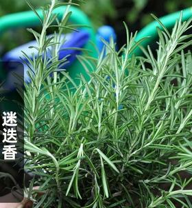 迷迭香种子怎么种？种植迷迭香的步骤和注意事项是什么？