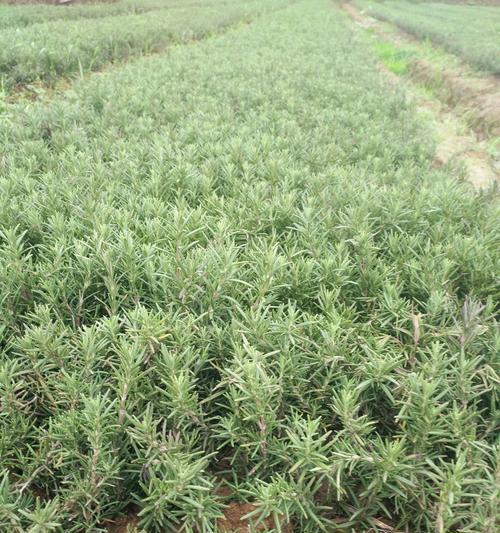 迷迭香种子怎么种？种植迷迭香的步骤和注意事项是什么？