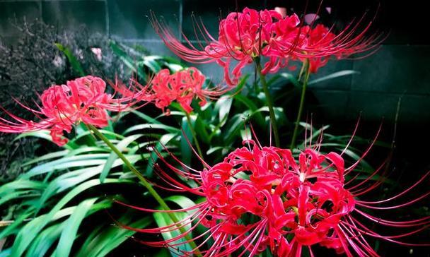 曼珠沙华（寓意深远）