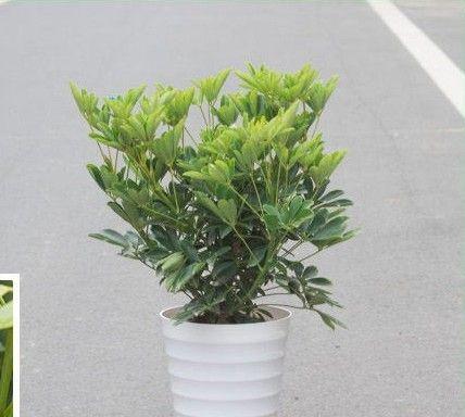 鸭掌木用什么花盆好看?如何选择合适的花盆来种植鸭掌木? 鸭掌木用什么花盆好看?如何选择合适的花盆来种植鸭掌木?