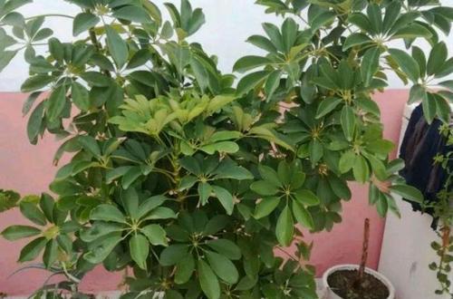 鸭掌木用什么花盆好看?如何选择合适的花盆来种植鸭掌木? 鸭掌木用什么花盆好看?如何选择合适的花盆来种植鸭掌木?