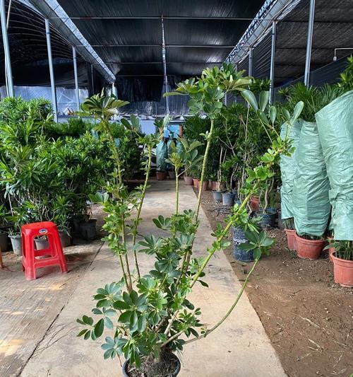 鸭掌木用什么花盆好看?如何选择合适的花盆来种植鸭掌木? 鸭掌木用什么花盆好看?如何选择合适的花盆来种植鸭掌木?