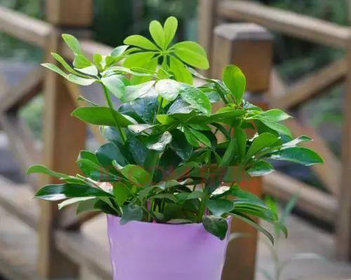 天竺葵如何养得更茂盛?常见问题有哪些解决方法? 天竺葵如何养得更茂盛?常见问题有哪些解决方法?