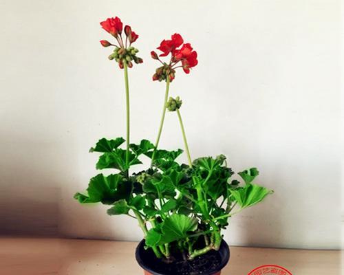 天竺葵如何养得更茂盛?常见问题有哪些解决方法? 天竺葵如何养得更茂盛?常见问题有哪些解决方法?