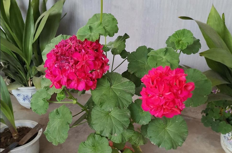 天竺葵如何养得更茂盛?常见问题有哪些解决方法? 天竺葵如何养得更茂盛?常见问题有哪些解决方法?