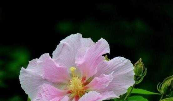 绵毛水苏的花语及意义（解读绵毛水苏的花语与象征）