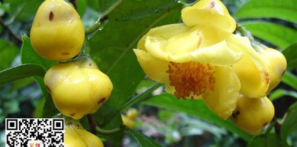 人参果甜度高吗？如何挑选高甜度的人参果？