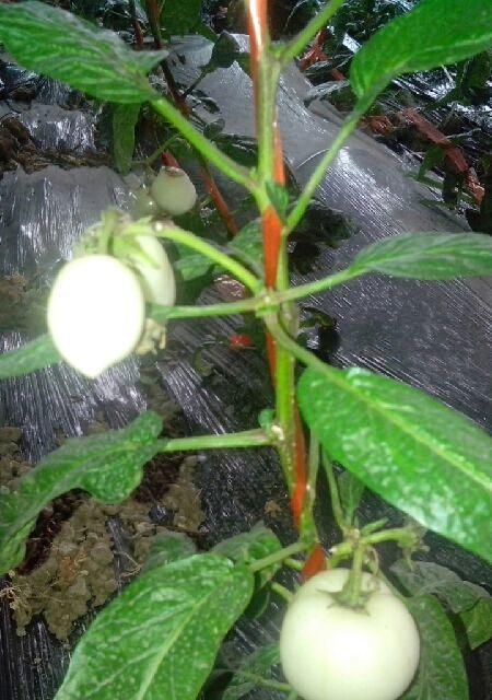 人参果甜度高吗？如何挑选高甜度的人参果？