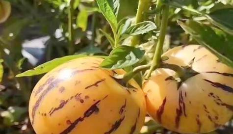 人参果甜度高吗？如何挑选高甜度的人参果？