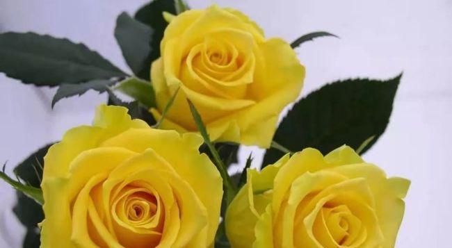 温柔的花（揭示温柔的花的花语）