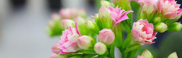 温柔的花（揭示温柔的花的花语）