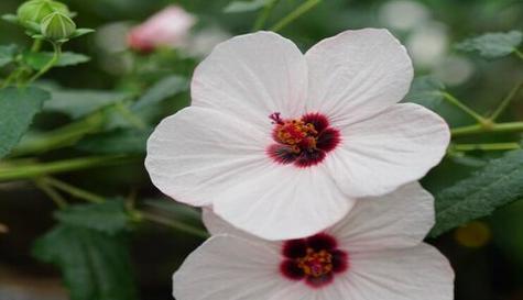 温柔的花（揭示温柔的花的花语）