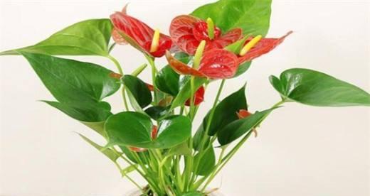 红掌喜水吗？红掌是喜水植物吗，如何正确浇水？