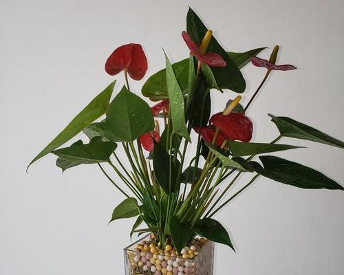 红掌喜水吗?红掌是喜水植物吗,如何正确浇水?