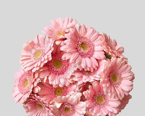 非洲菊（探索非洲菊的花语与文化内涵）
