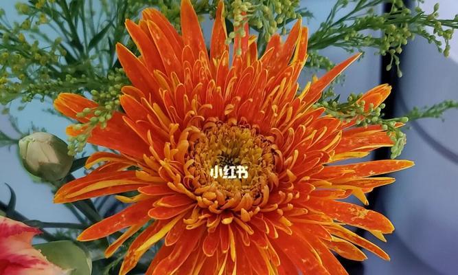 非洲菊（探索非洲菊的花语与文化内涵）