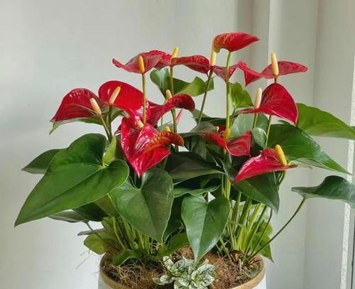 红掌喜水吗？红掌是喜水植物吗，如何正确浇水？