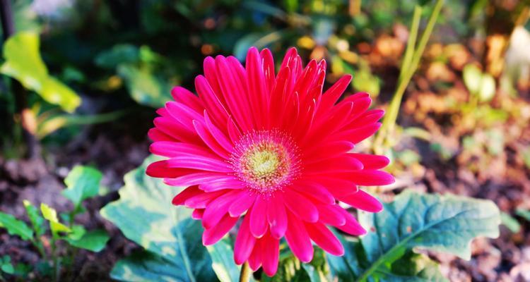 非洲菊（探索非洲菊的花语与文化内涵）
