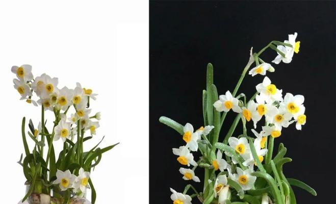 水仙花期持续多久？如何延长花期？