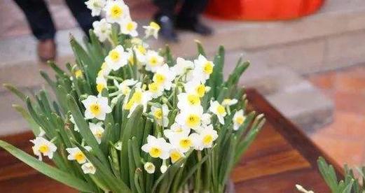 水仙花期持续多久？如何延长花期？