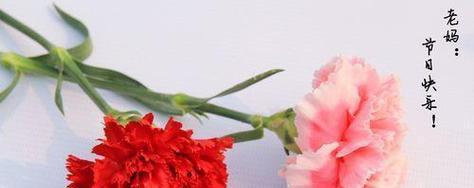 康乃馨花语的深意——爱与敬意的象征（浓情蜜意中蕴藏的康乃馨花语）