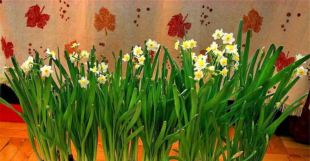 水仙花期持续多久？如何延长花期？