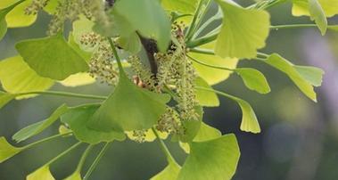 银杏树怎么养长的好？有哪些养护技巧和注意事项？