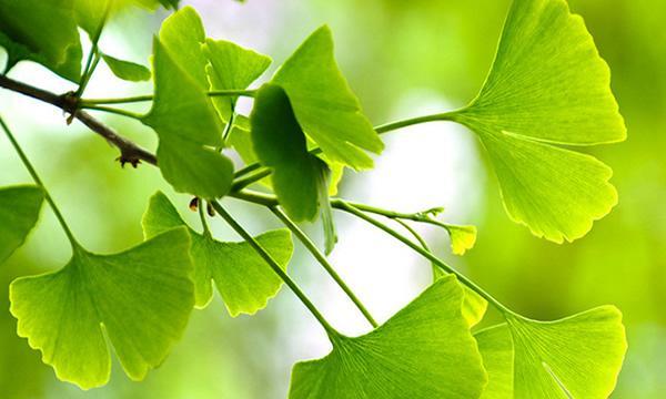 银杏树怎么养长的好？有哪些养护技巧和注意事项？