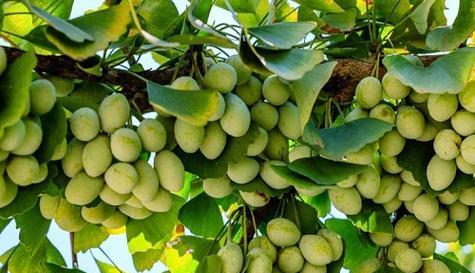 银杏树怎么养长的好？有哪些养护技巧和注意事项？