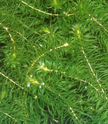 黑藻属于藻类植物吗？它的分类和特点是什么？