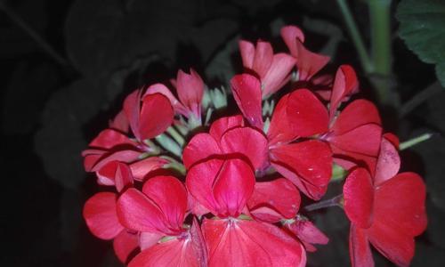 天竺葵的花语及来历（揭开天竺葵的秘密）