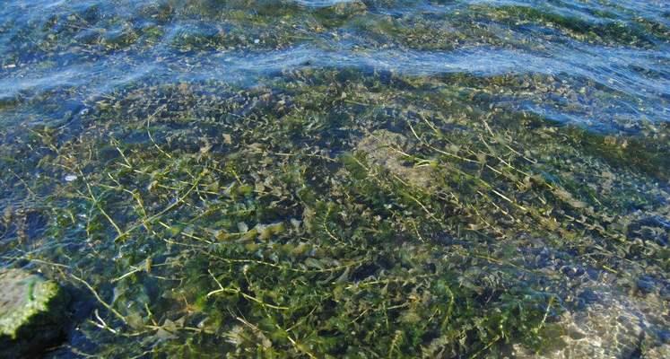 黑藻属于藻类植物吗？它的分类和特点是什么？