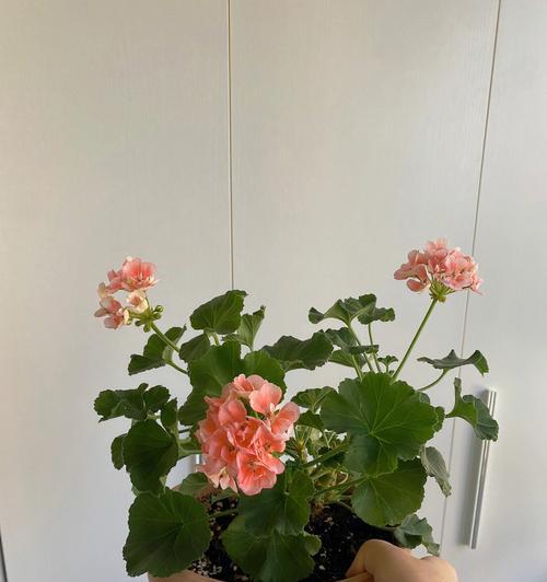 天竺葵的花语及来历（揭开天竺葵的秘密）