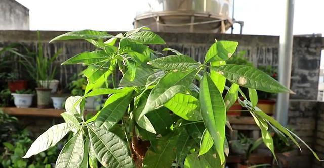 发财树夏天浇水方法是什么？如何正确进行？