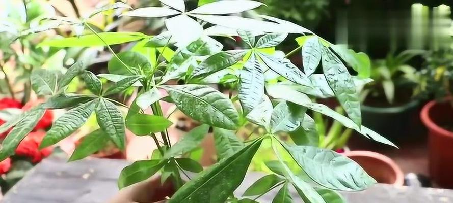 发财树夏天浇水方法是什么？如何正确进行？