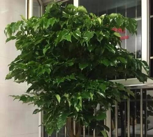 发财树夏天浇水方法是什么？如何正确进行？