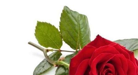 玫瑰花数量的花语（探寻玫瑰花数量所传递的神秘讯息）