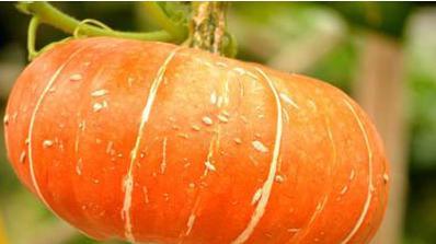 南瓜对身体是上火还是降火？每天应该吃多少才合适？