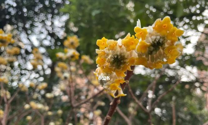 以结香的花语与传说(草原上的芬芳与美丽)
