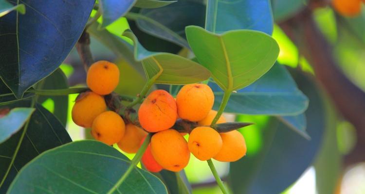 高山榕果实能吃吗？食用安全性和营养价值解析？