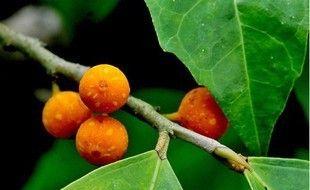 高山榕果实能吃吗？食用安全性和营养价值解析？