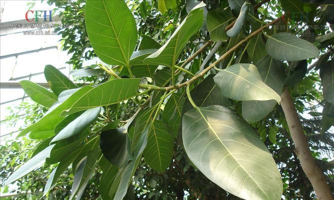 高山榕果实能吃吗？食用安全性和营养价值解析？