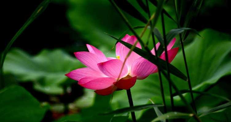 荷花的花语与美丽传说（探寻荷花的意义与故事）