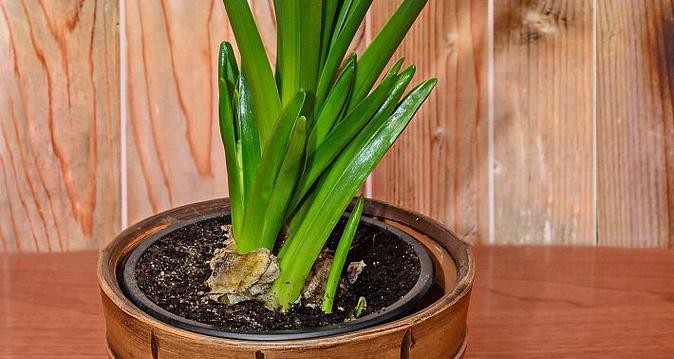 君子兰繁殖方法有哪些?繁殖过程中应注意什么问题? 君子兰繁殖方法有哪些?繁殖过程中应注意什么问题?