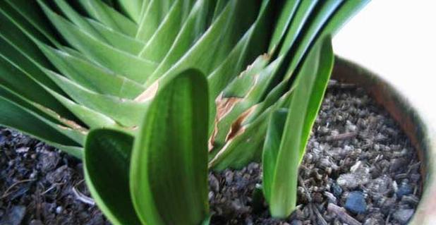 君子兰繁殖方法有哪些?繁殖过程中应注意什么问题? 君子兰繁殖方法有哪些?繁殖过程中应注意什么问题?